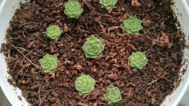 During his four years in college, he turned his dormitory into a small garden. The dormitory manager would be so jealous!