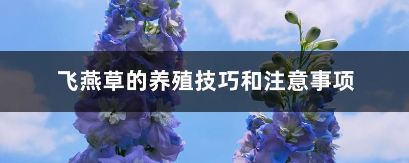 The cultivation skills and precautions of delphinium