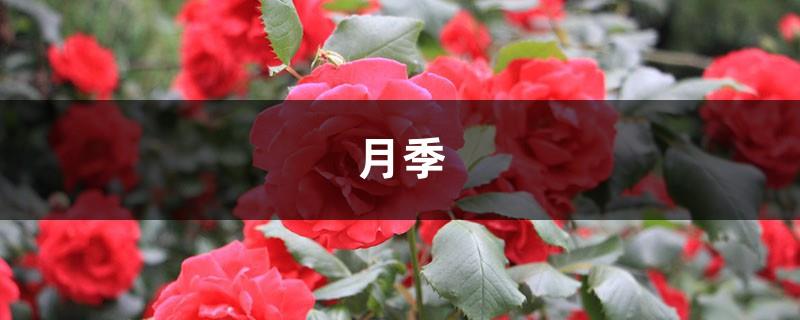 These 17 kinds of roses in China have big and plump flowers, which are much prettier than European roses! 