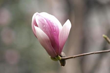 Purple Magnolia