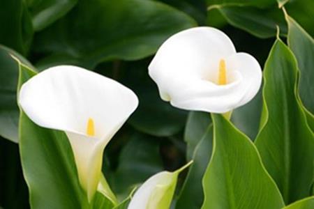 Beautiful Calla Lily