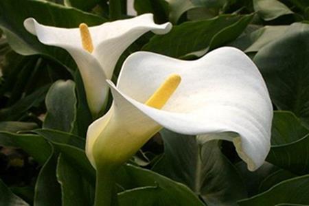 Beautiful calla lily