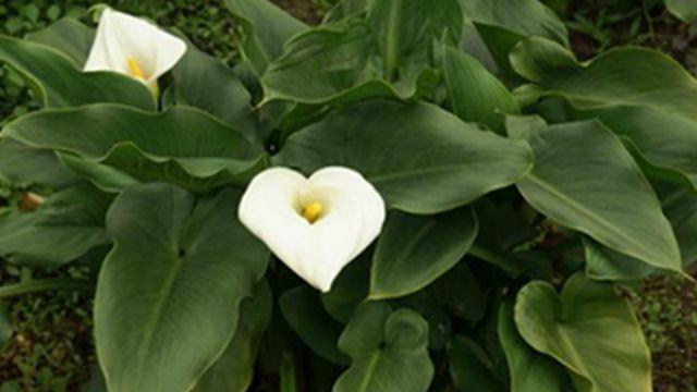 The difference between calla lilies and alocasia