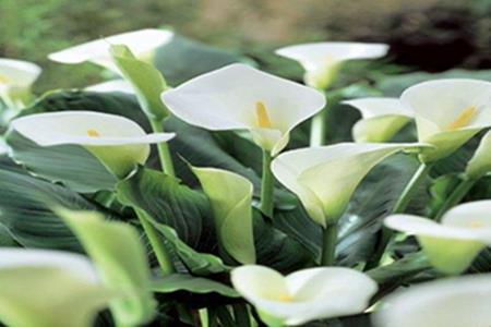 Cala Lily