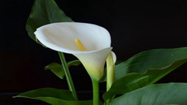 The difference between calla lily and dripping Guanyin