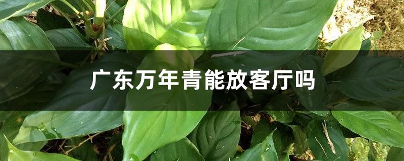 Can Guangdong Dieffenbachia be placed in the living room