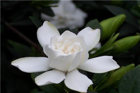 Gardenia