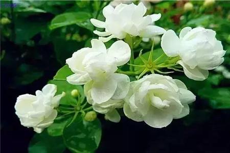 Jasmine