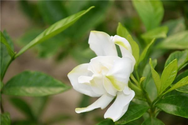 The difference between gardenia and jasmine