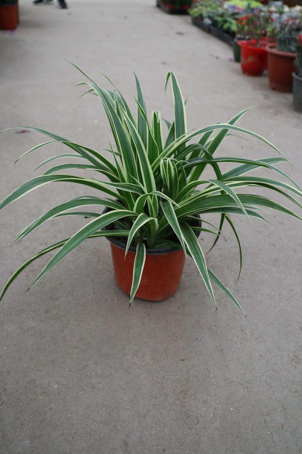 Chlorophytum