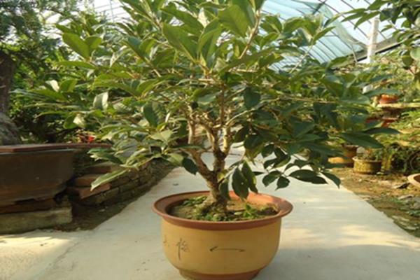 How to grow Japanese osmanthus