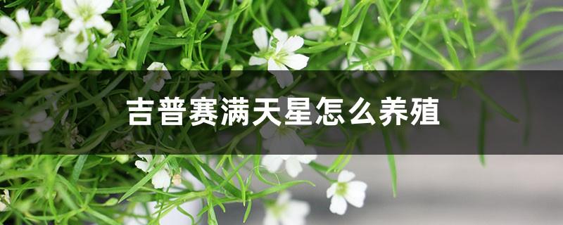 How to breed Gypsy Gypsophila