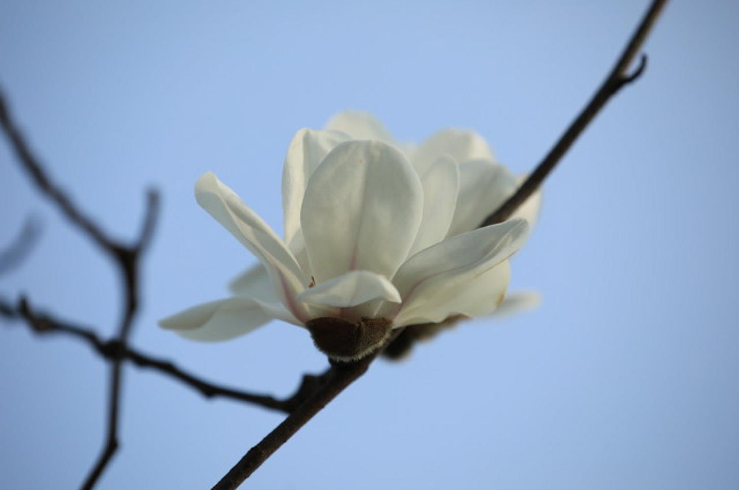 Magnolia