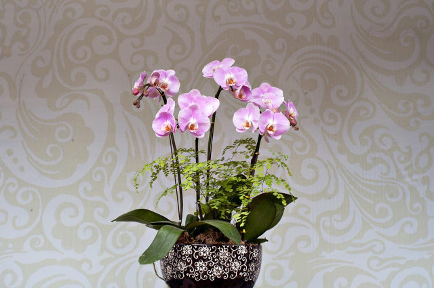 Phalaenopsis