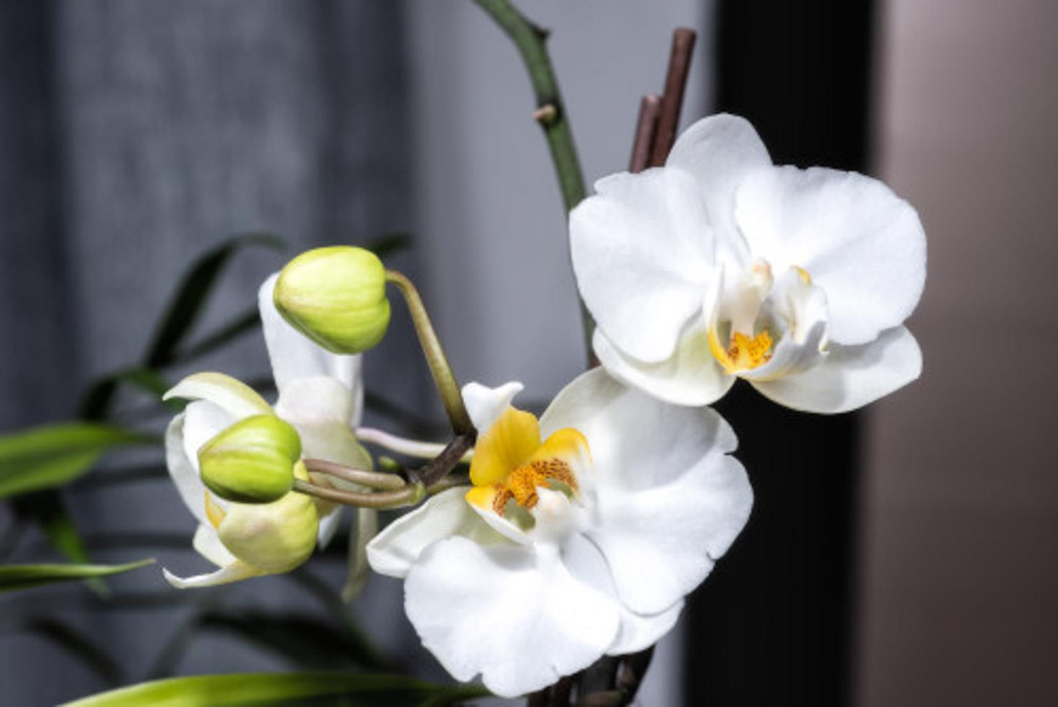 Phalaenopsis