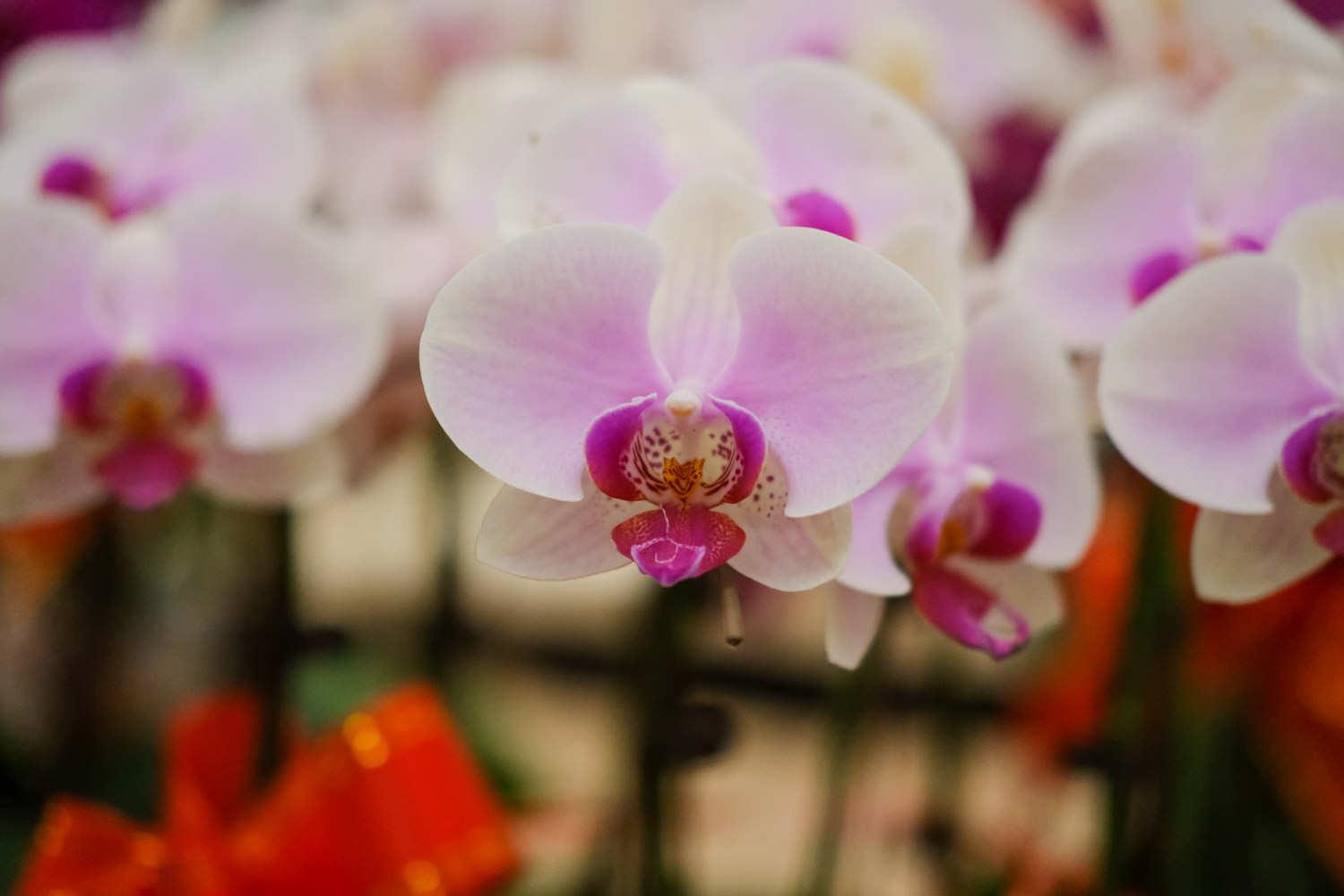 Phalaenopsis