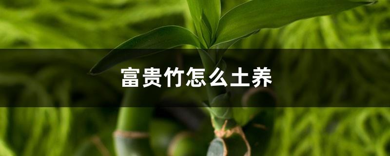 How to grow lucky bamboo in soil