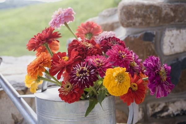 Common cut flowers