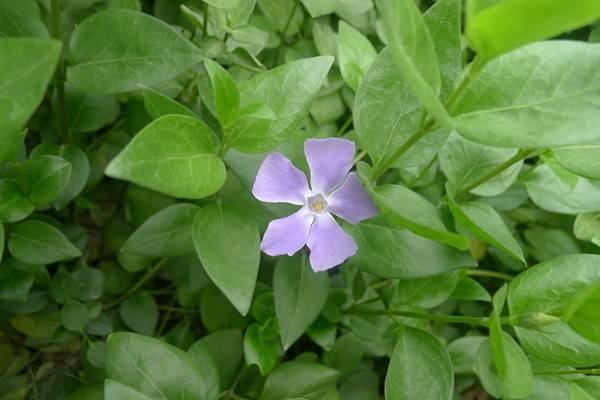 What are the flowers that are evergreen and cold-resistant all year round