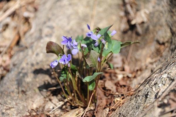 The difference between early-blooming viola and purple-flowered viola