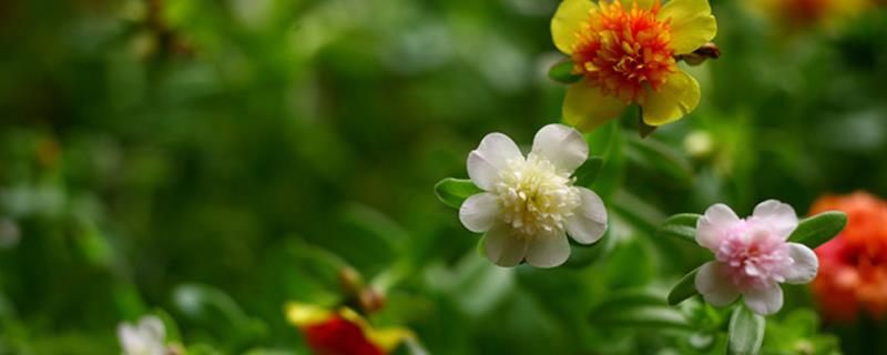 The difference between Fran flowers and sun flowers