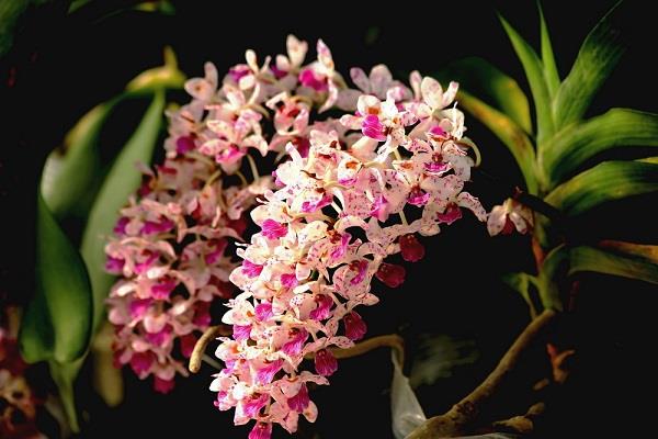 The difference between foxtail orchid and nail orchid