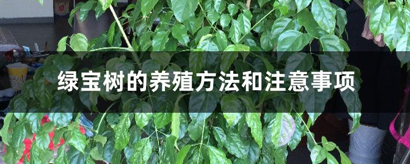 Green treasure tree cultivation methods and precautions