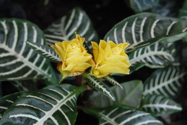 Cultivation methods and precautions for single-herb flowers with golden veins