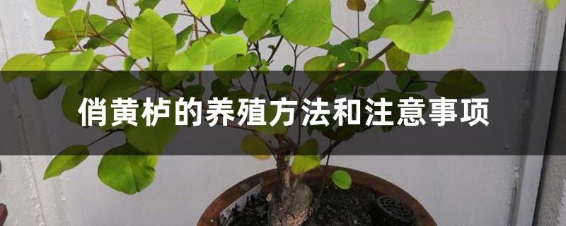 Cultivation methods and precautions of Cotinus cotinus