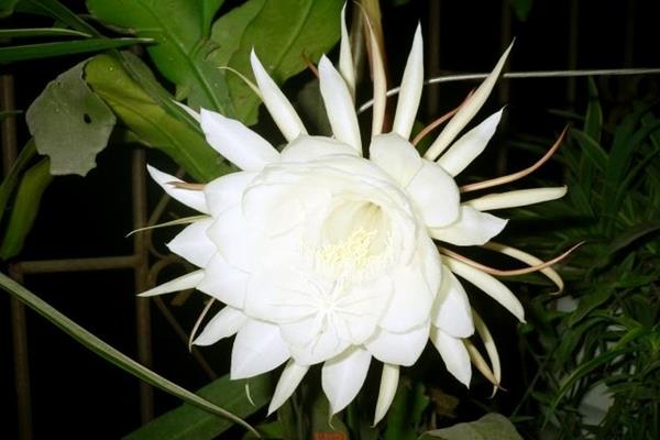 This flower only blooms at night, and the flowers are bigger than your fist. Don't sleep if you want to see them!