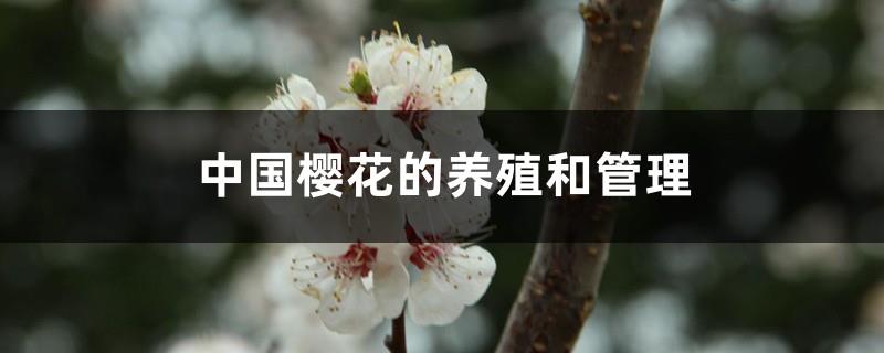 Cultivation and Management of Cherry Blossoms in China