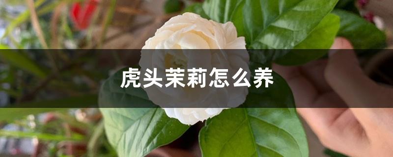 How to raise tiger head jasmine