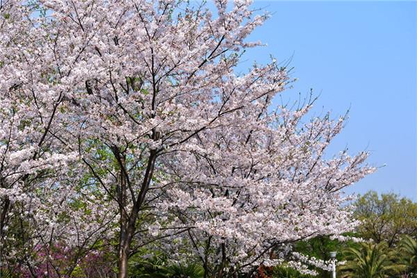 Japanese early cherry blossom cultivation methods and precautions