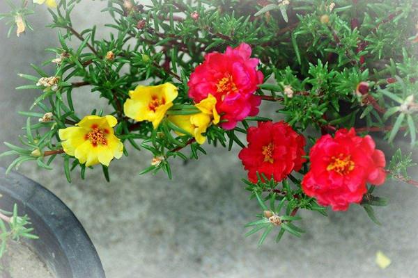 Cultivation methods and precautions for noon flowers