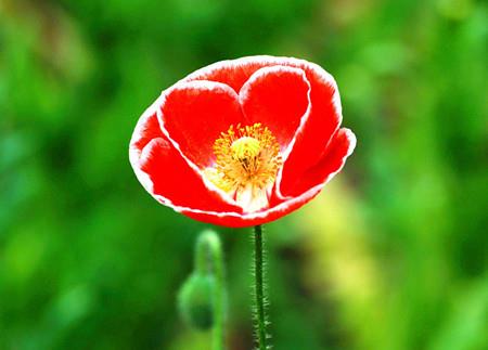 Beautiful Poppy