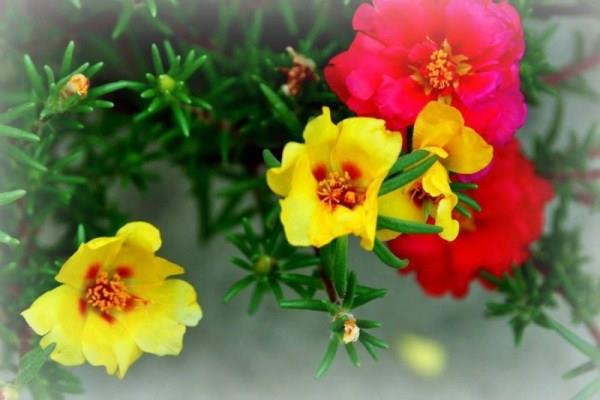 Characteristics of Noon Flower