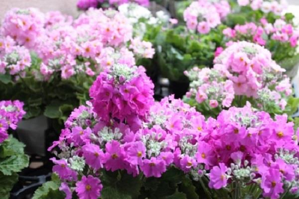 Primrose cultivation methods and precautions