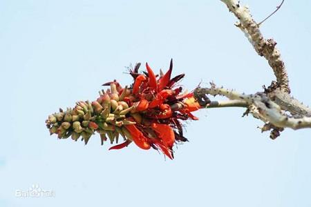 Erythrina