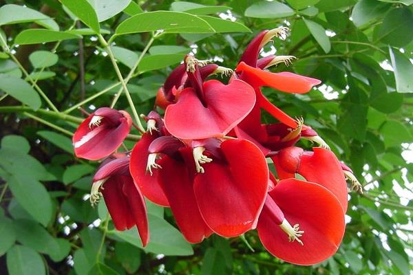 The difference between Erythrina and Erythrina cockscomb