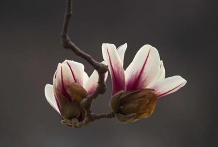 Magnolia in Spring