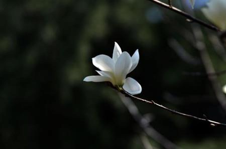 Magnolia