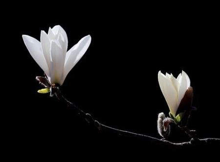 Magnolia flowers