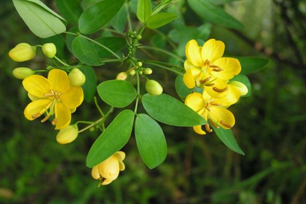 The difference between Cassia bipod and Cassia japonica