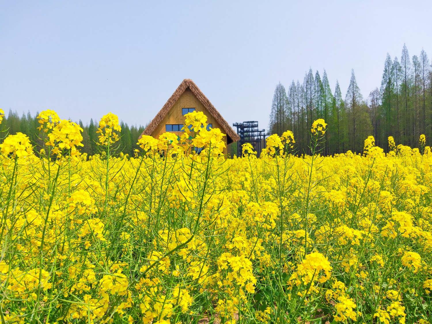 rapeseed flower