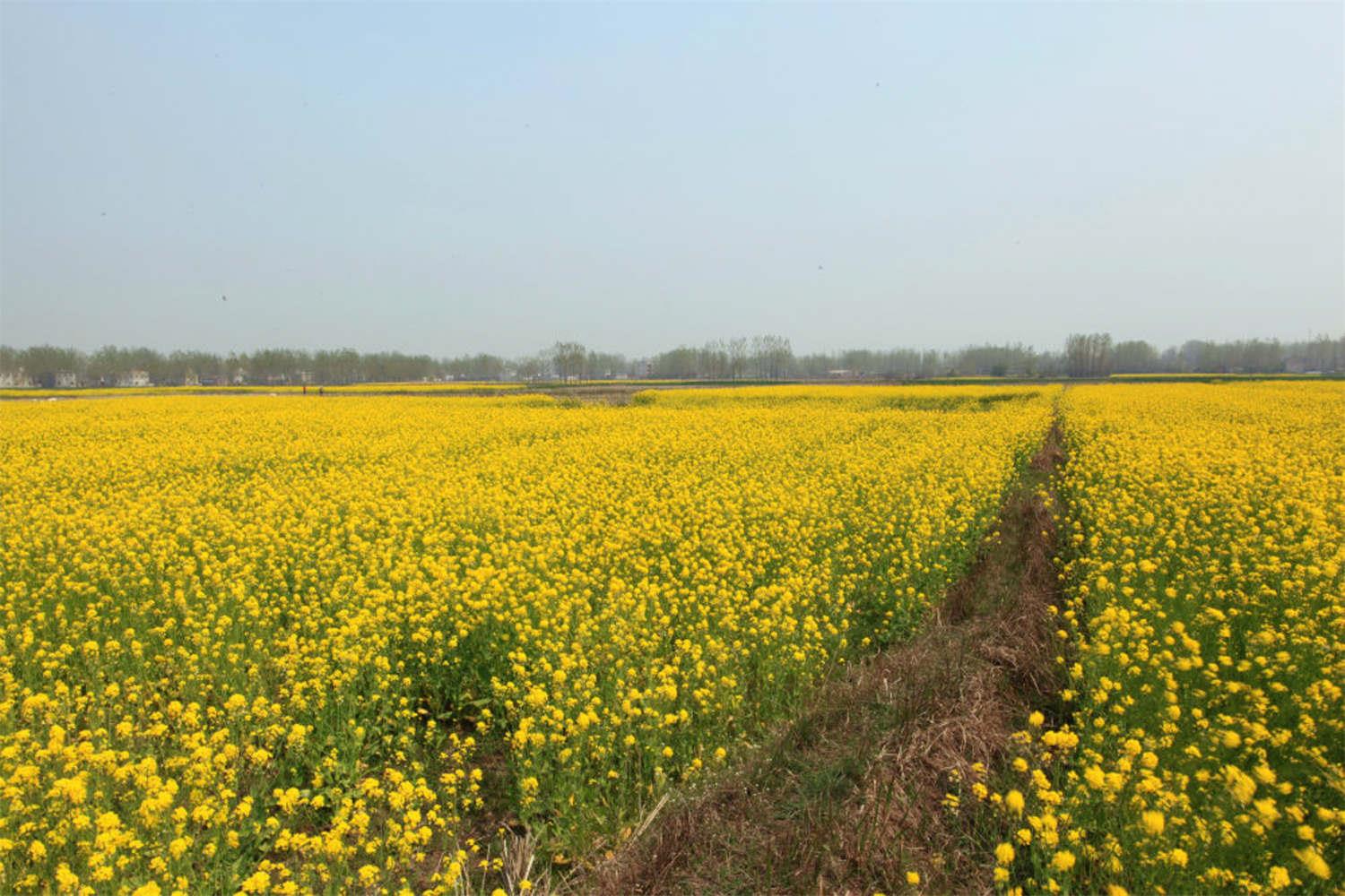 rapeseed flower