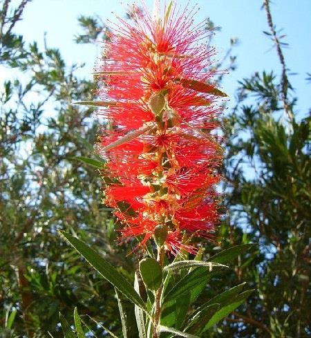 Red Melaleuca