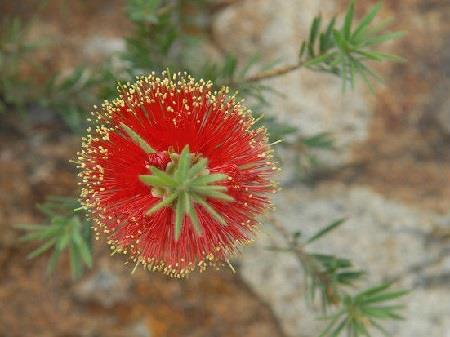 Red Melaleuca Flowers