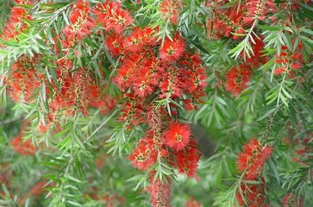 Chuanqianliu flowers