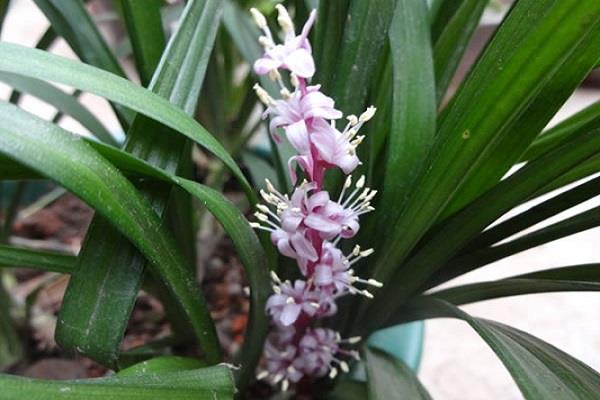 Cultivation methods and precautions of auspicious grass