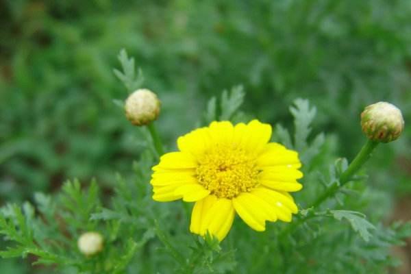 When does chamomile bloom